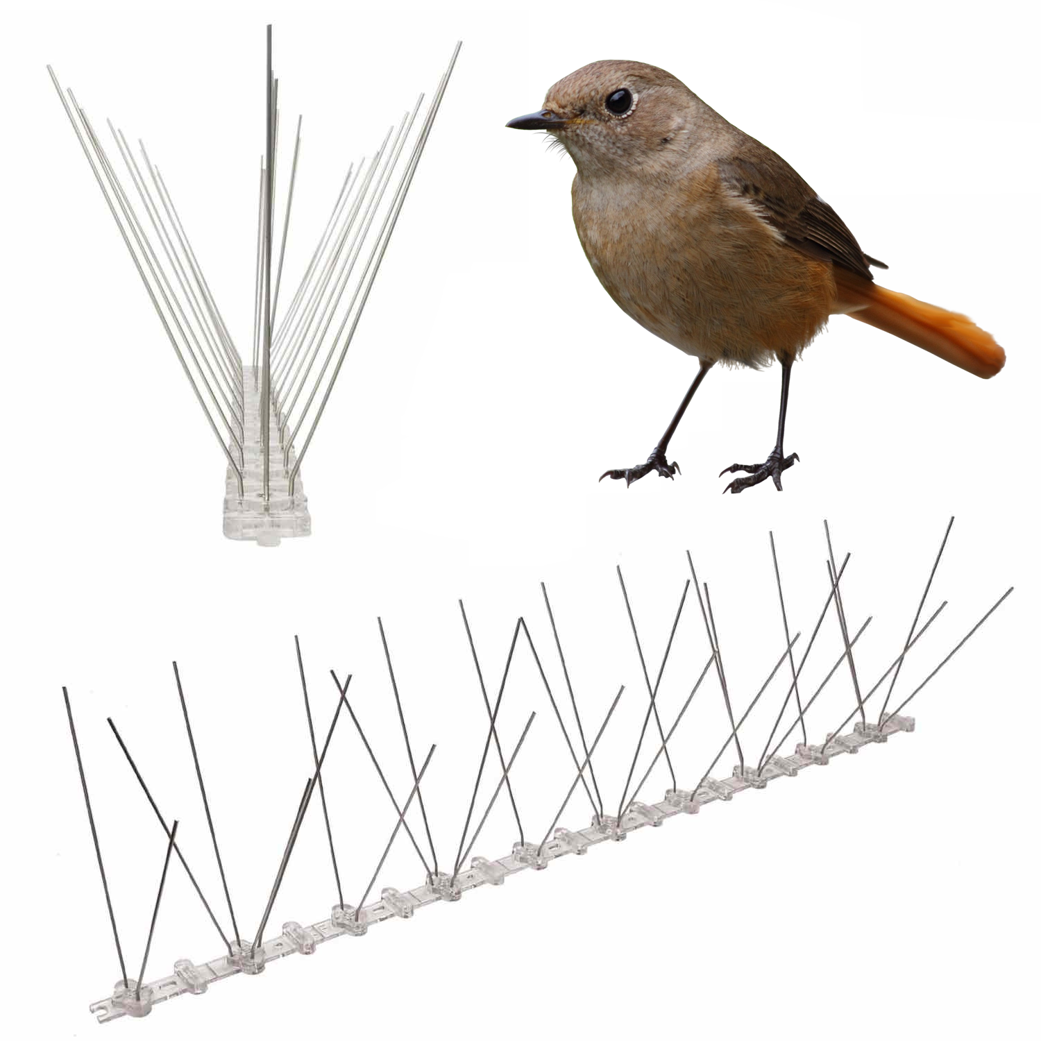 Wren Spikes